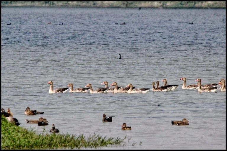 शेखा झील रामसर स्थल घोषित